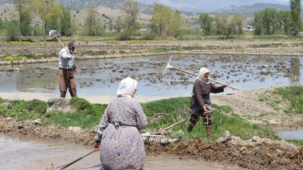 Çiftçi Artan Girdi Maliyetleri ve Düşük Alım Fiyatları Nedeniyle Zararda