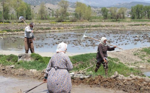 Çiftçi Artan Girdi Maliyetleri ve Düşük Alım Fiyatları Nedeniyle Zararda